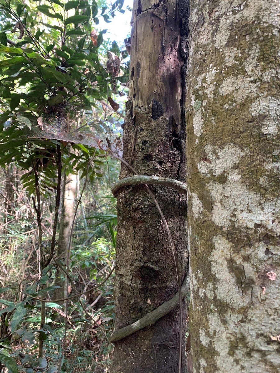 Записки из джунглей Бразилии - нашли потерявшего маму детеныша