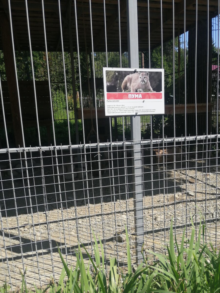 Пума зоопарк на телецком