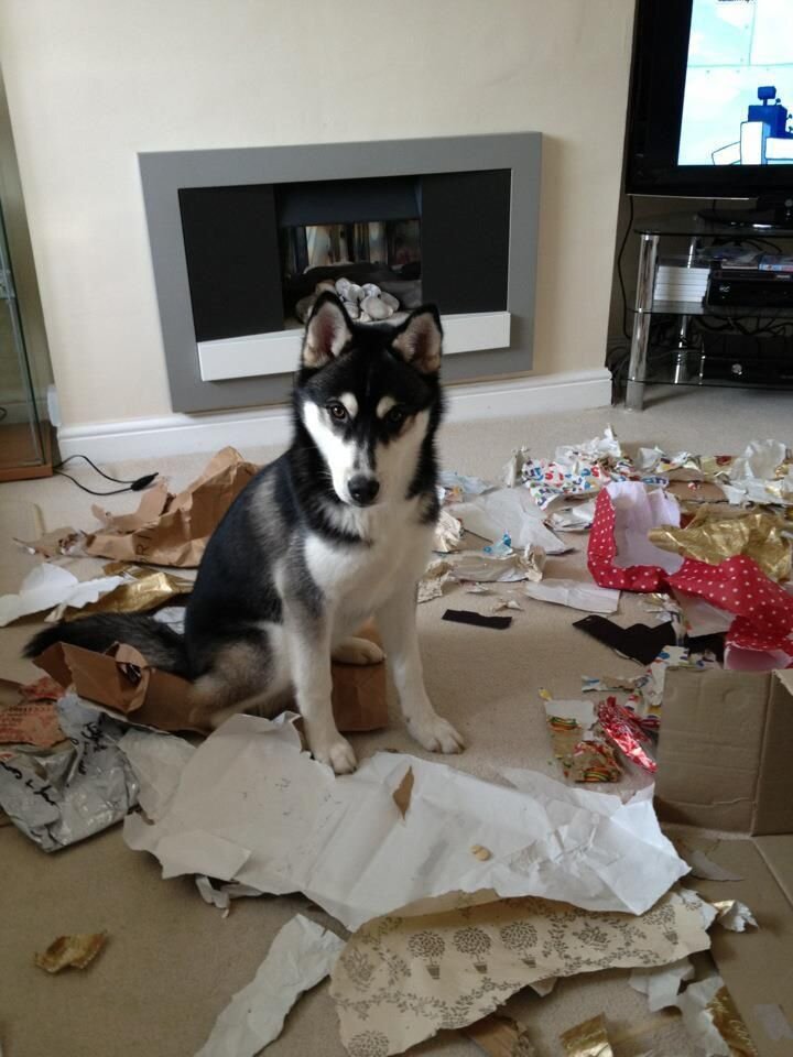 Кажется кому-то не повезло...