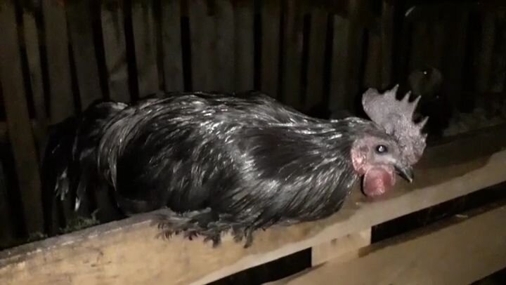 Петух китайской  породы ухейилюй 