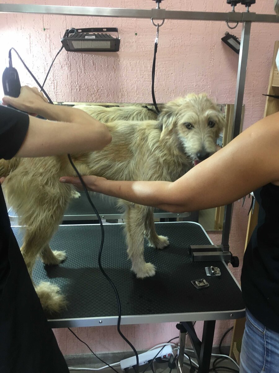 Ася у грумера