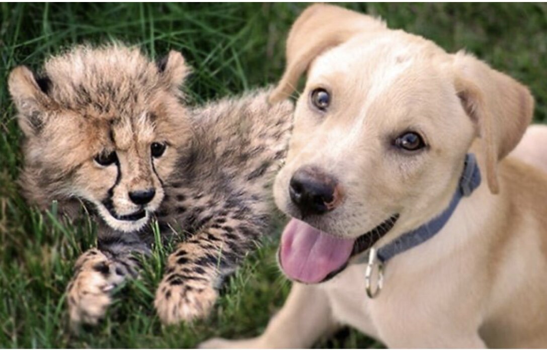 Гепард и щенок лучшие друзья!
