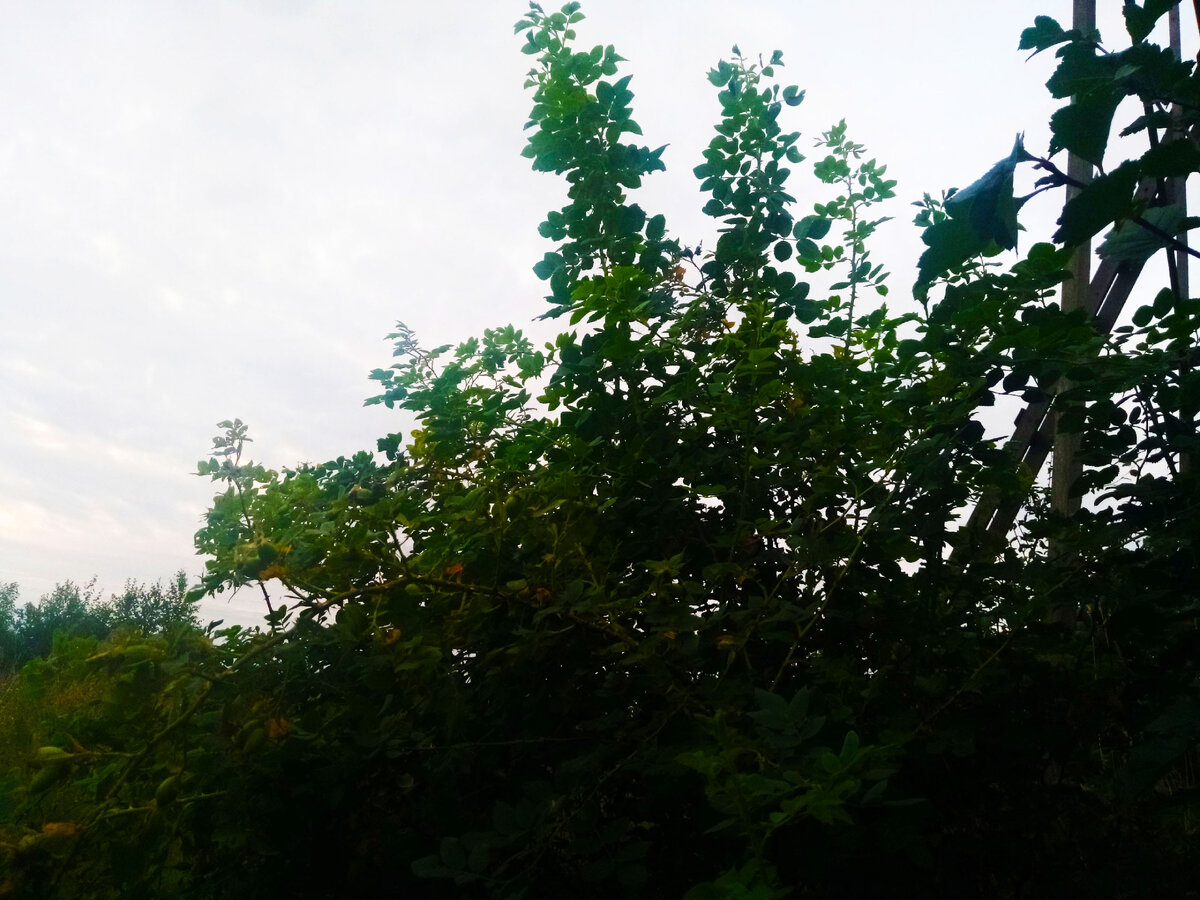 Шиповник, пересаженный с поля. За 3 года вымахал выше меня, а был пересажен несколькими прутиками по колено:) С комом земли. Ком земли - гарантия отличной приживаемости!