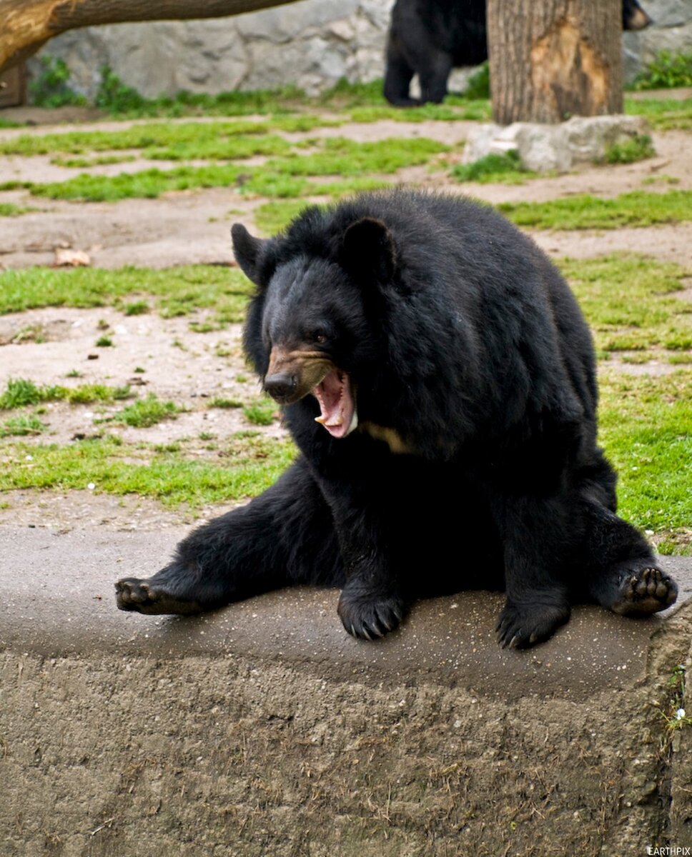 гималайский медведь фото в хорошем