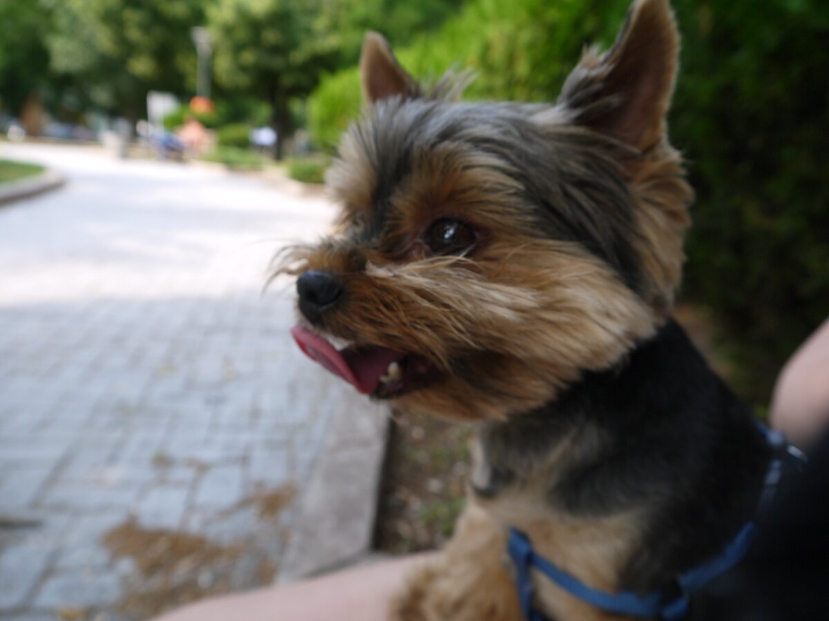 йоркширский терьер. йоркширский терьер с хозяйкой. йорки моя любовь. йорки моя любовь. йорки моя любовь.