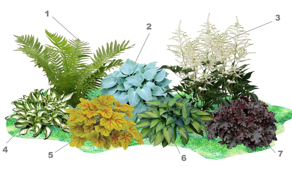 Как Сделать Нескучную Клумбу В Тени: Схема | КЛУМБА | Дзен
