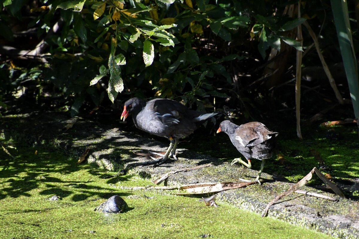 Чета камышниц. Взрослые птицы