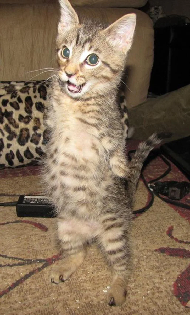 Кошка с двумя хвостами. Кот без ноги. Безногая кошка. Кот инвалид. Кот без ноги.