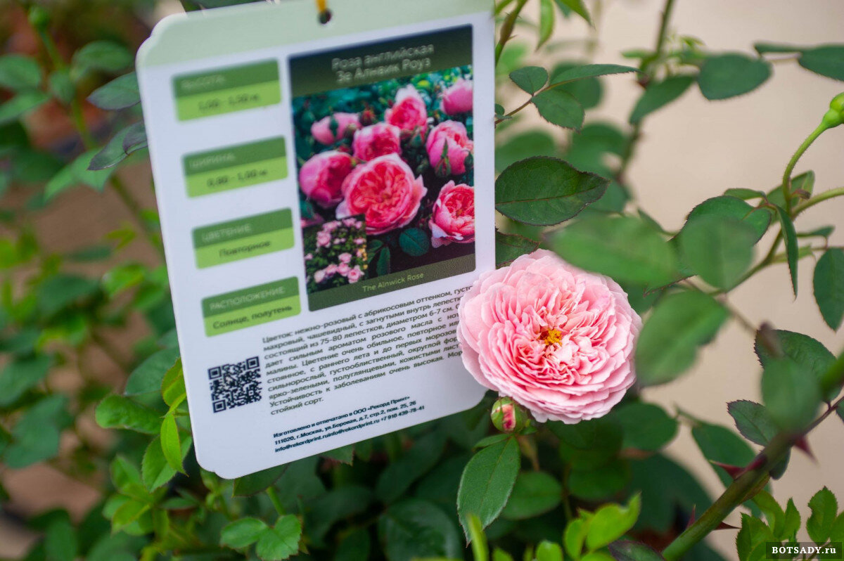 Фотографии с выставки в Аптекарском огороде 