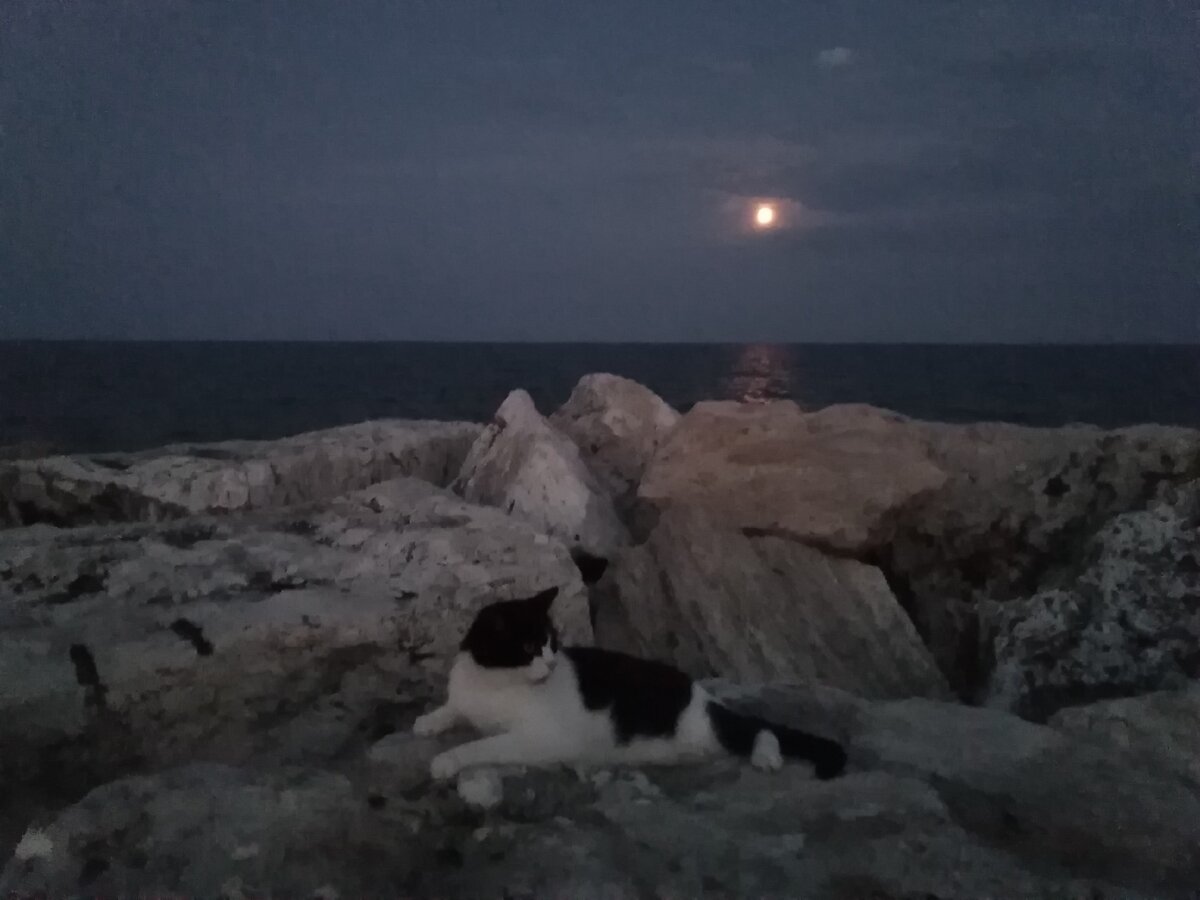 Странный кот N 1 в Сан-Бенедетто дел Тронто, фото из личной коллекции