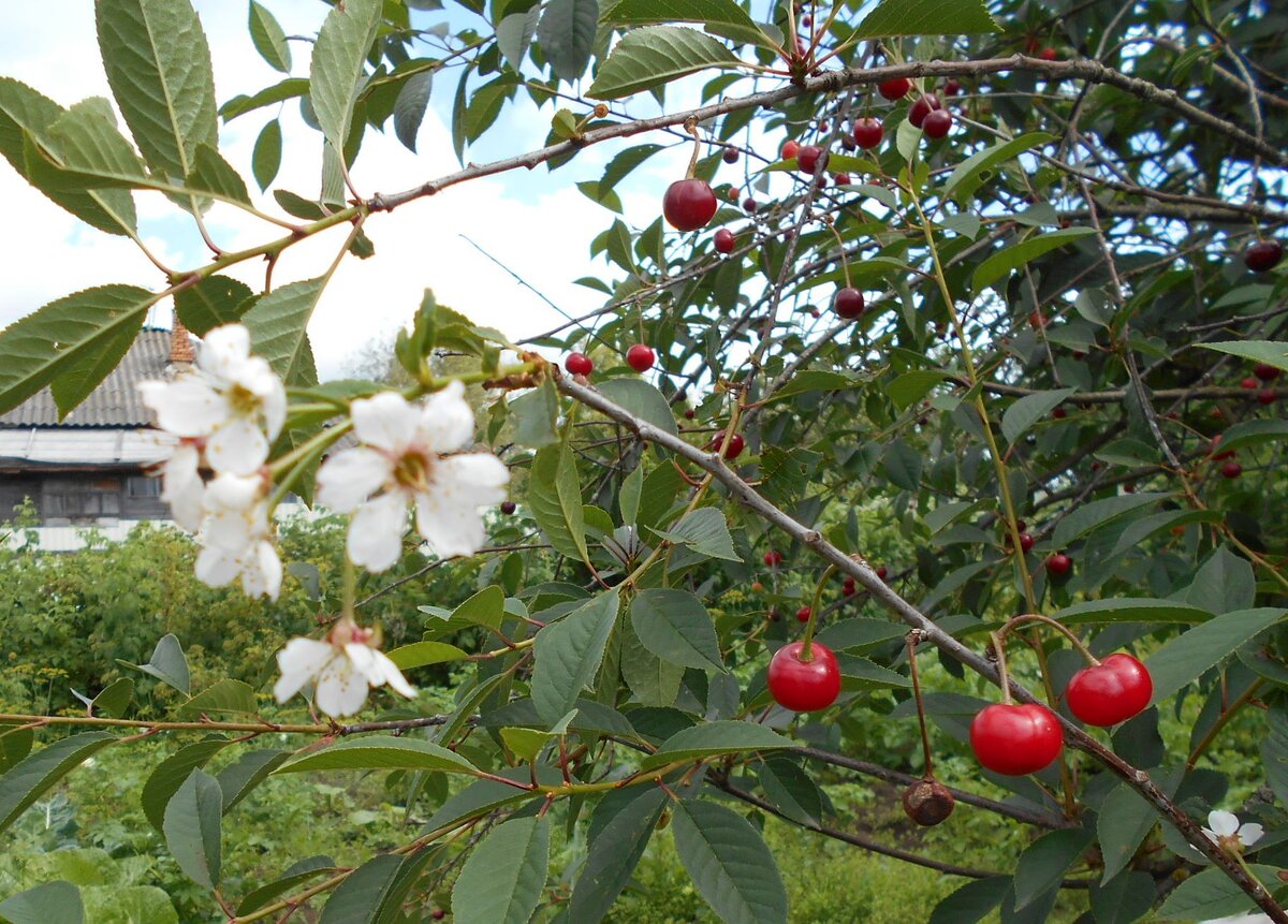 Очень интересно - и вишенки спеют, и новые цветы распустились...