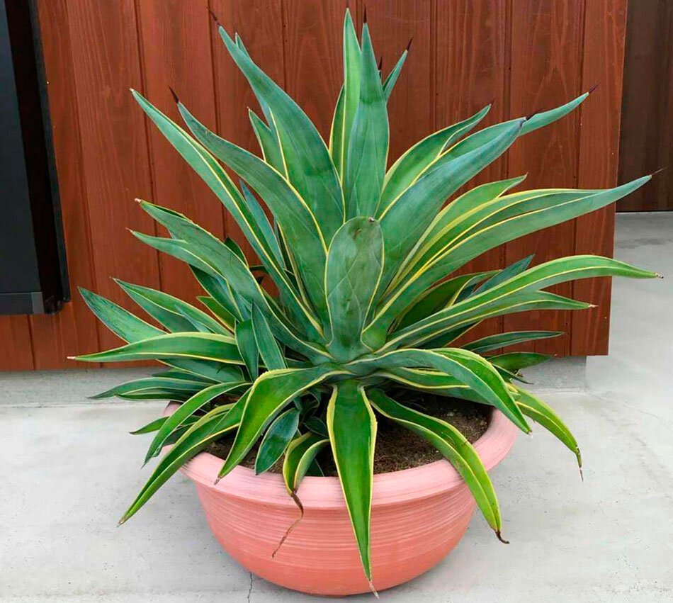 Funkiana 'Fatal Attraction' ... Agave lophantha: 'Quadricolor' and Agave funkian