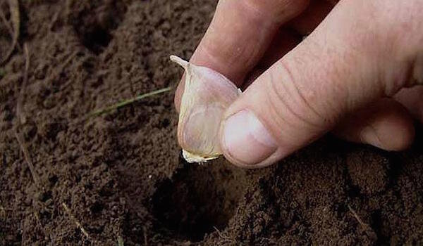 Фото: blabto.com/img/kogdasaditzimniychesnokvsibirisrokiposev_C2A66653.jpg