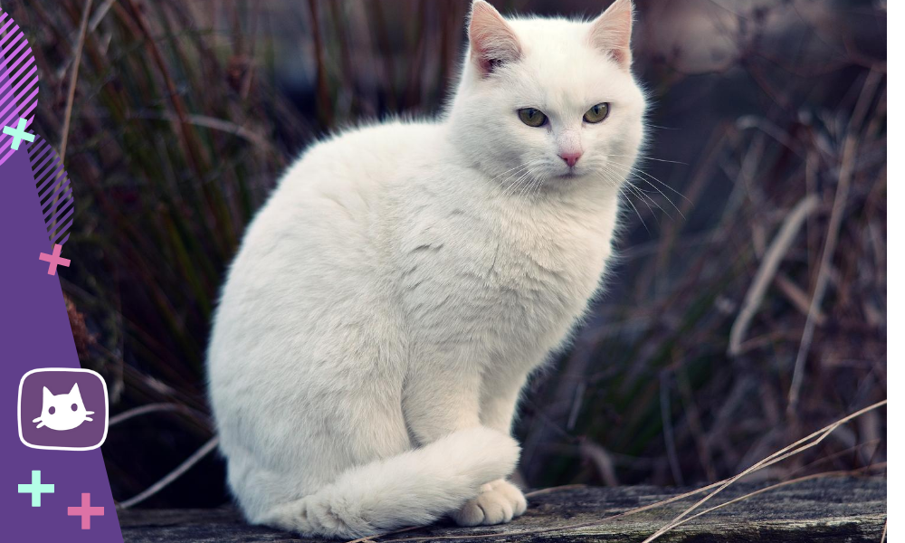 🐱Почему среди белых кошек много глухих | Нос, хвост, лапы | Дзен