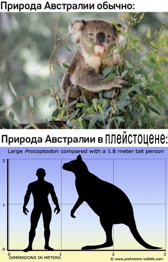 Для сравнения, рост обычного кенгуру редко доходит до 1,5 метров в обычном положении, а вес колеблется в районе 80 кг (by prehistoric-wildlife)