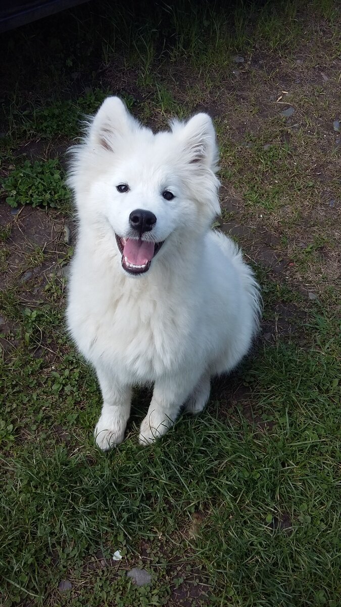 Наша Кыса, ей тут 5 месяцев