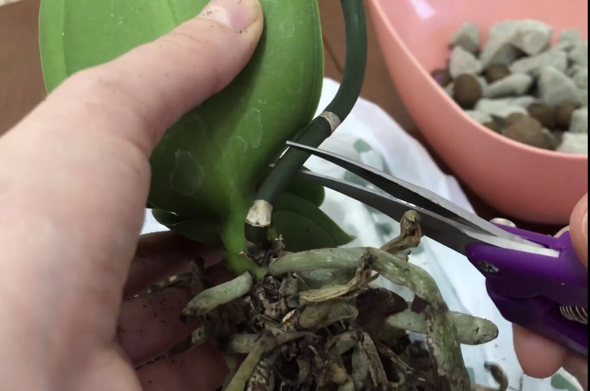 Обрезаем цветонос (фото автора)