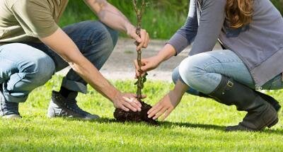 На острове Ява супруги должны посадить 5 деревьев, чтобы развестись