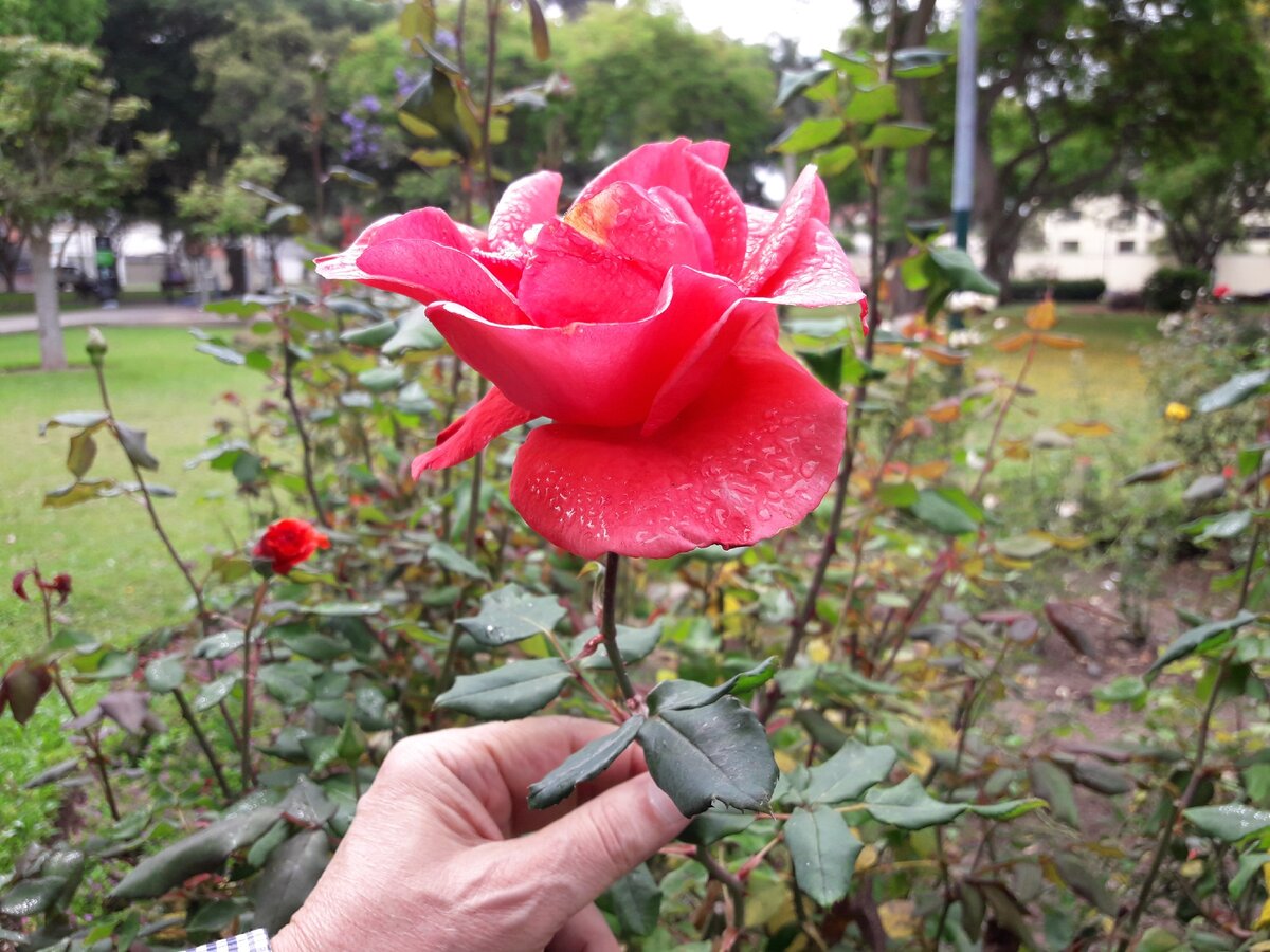 Розы на улице Перу