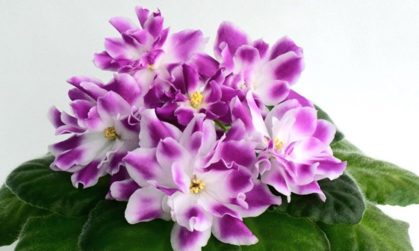 Сорт фиалки рс. Ле аквамарин фиалка. Сорт фиалки рс. Сорт фиалки рс. Рс герцогиня фиалка.