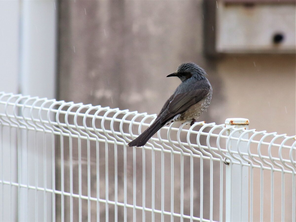 Рыжеухий бульбуль