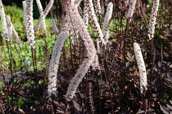 Клопогон Рамоса Пинк Спайк
