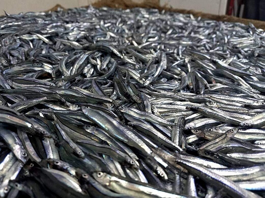 Рыбный рынок Акабы