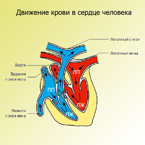 Движение крови в сердце человека