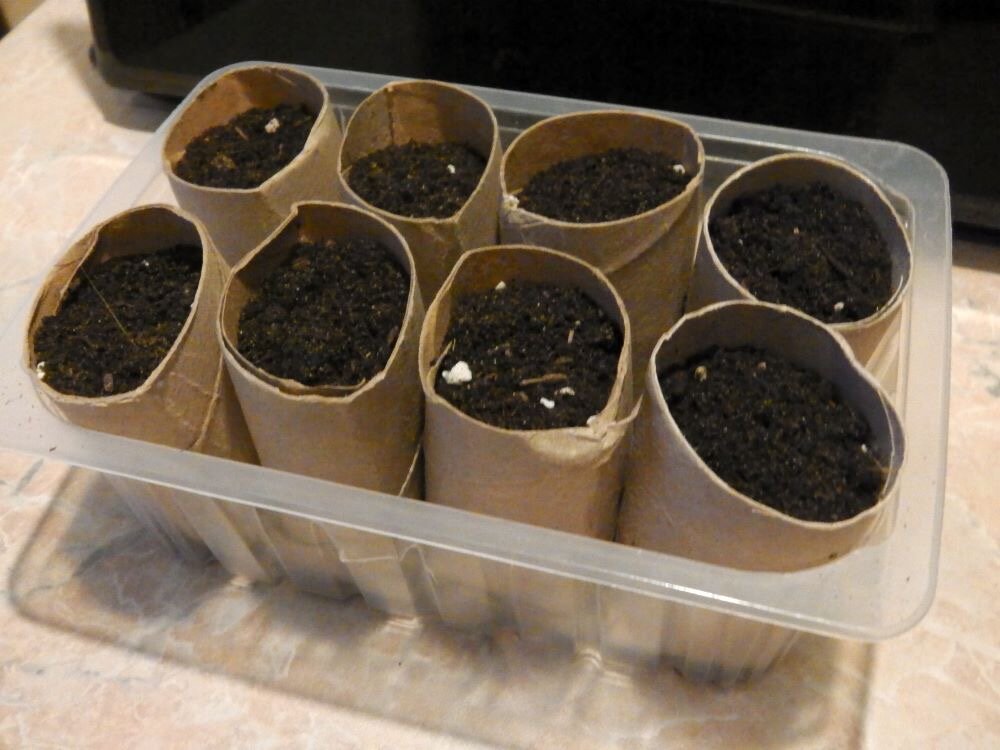 Посеяла цветы. Фото автора