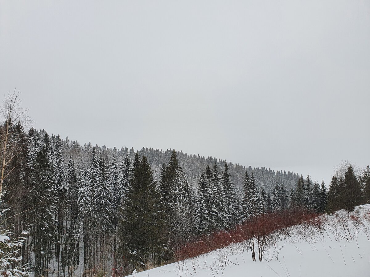 Идем от базы отдыха к лесу...