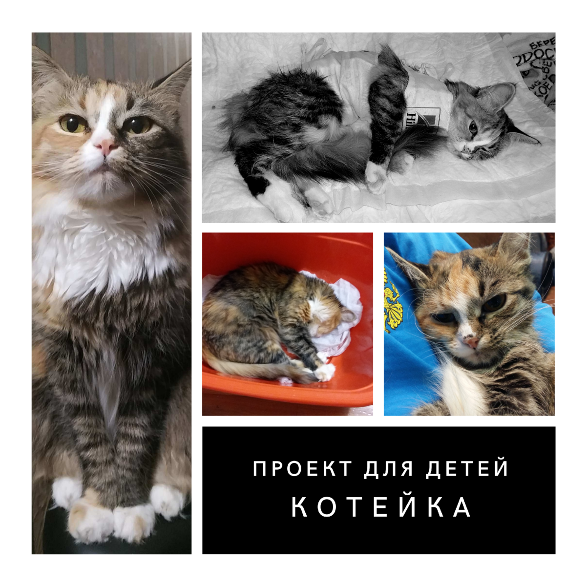 Там, где на синем фоне с черными глазами - спит от наркоза (в ветклинике)