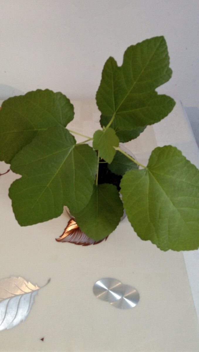 Инжир 6 месяцев (фото автора)