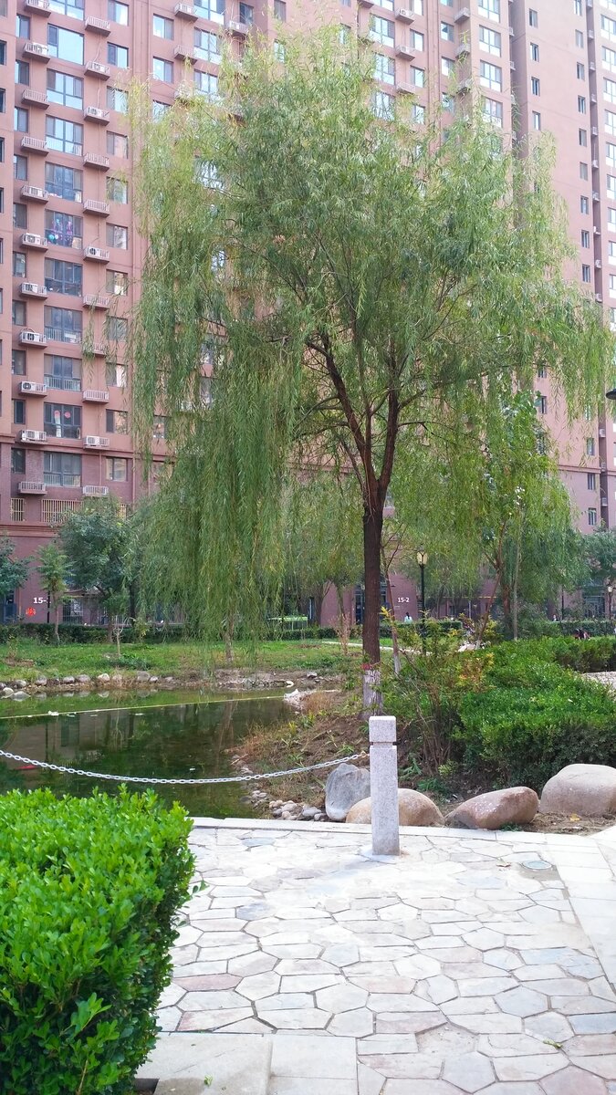 Середина октября в Баодине. Фото автора.