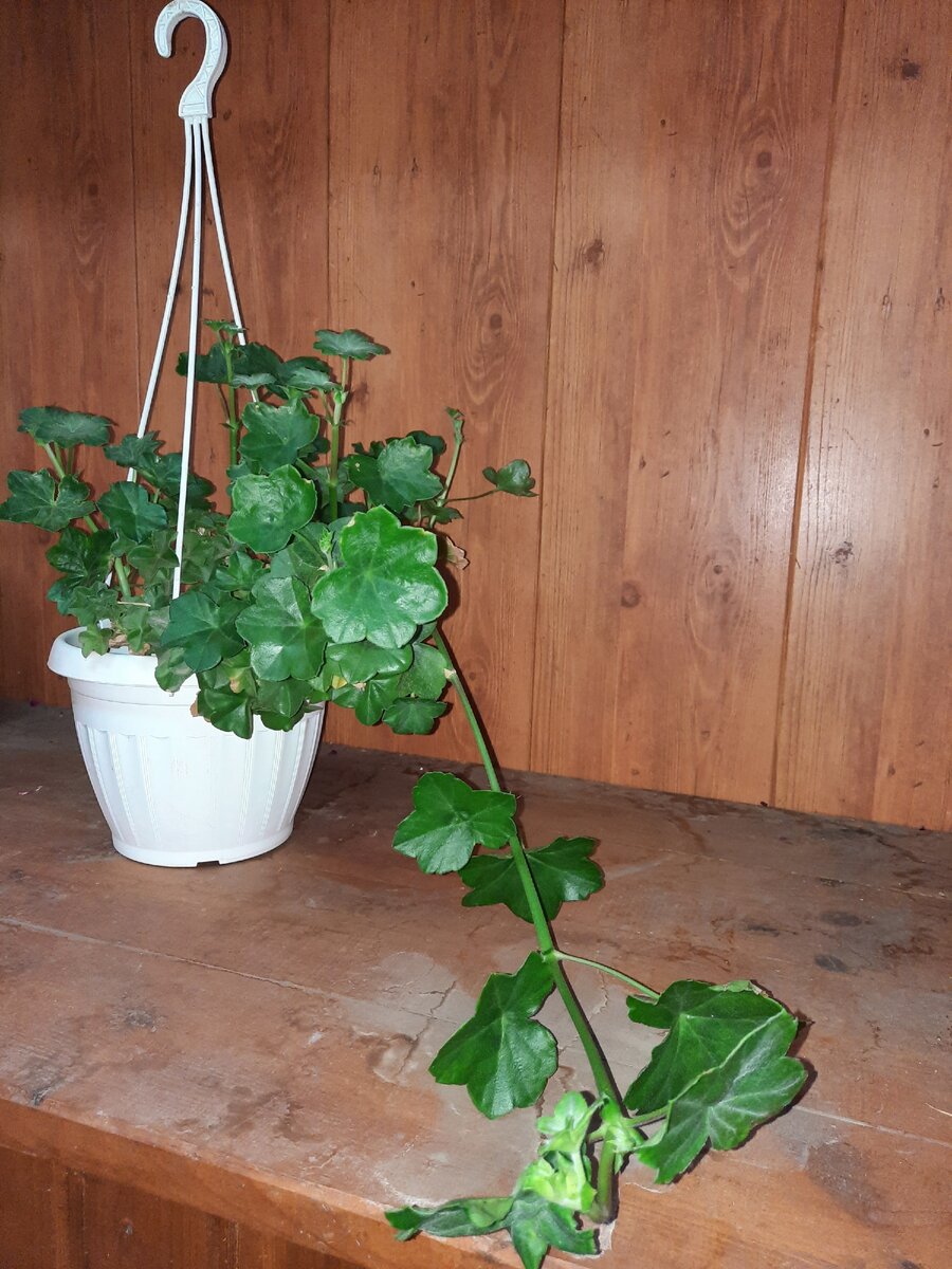 Пеларгония плющелистная. Фото автора