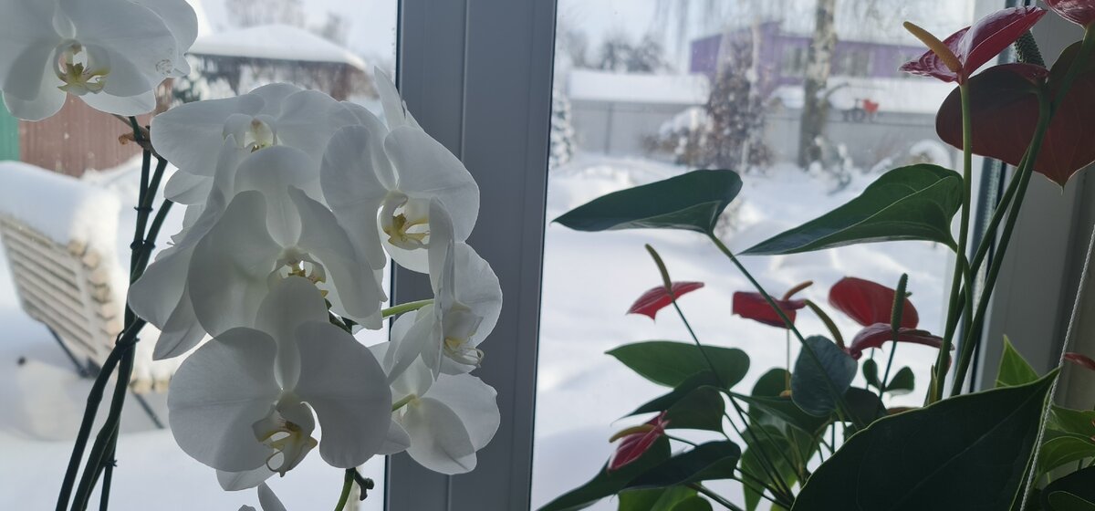 Зимняя Орхидея.. Коралловые орхидеи на зимнем окне. Фаленопсис зимняя любовь. Орхидея кот зимнее цветение. Орхидеи зимой как ухаживать