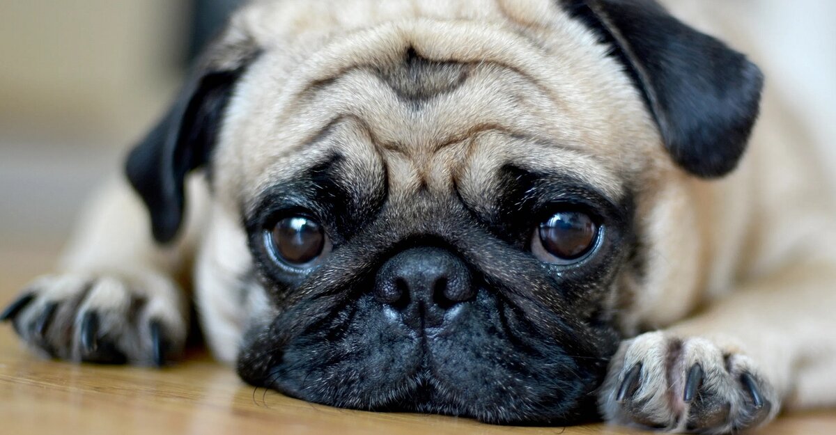 Взято с https://moscow-oblast.sm-news.ru