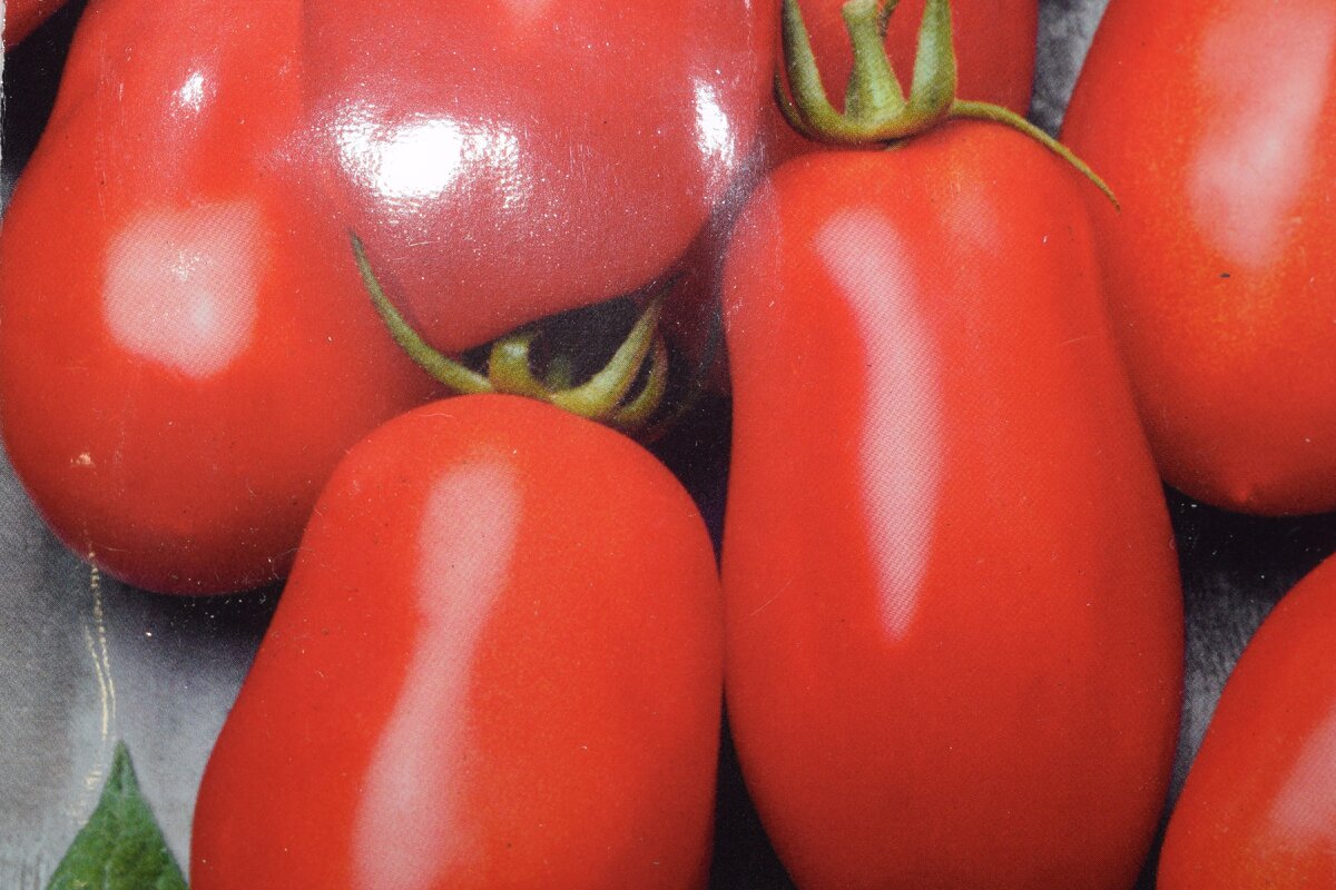 чудо лентяя описание сорта. томат французский гроздевой. томат чудо лентяйка. сорта томатов таймыр. сорт помидор чудо лентяя.