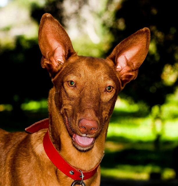 Картинка из сети интернет для иллюстрации