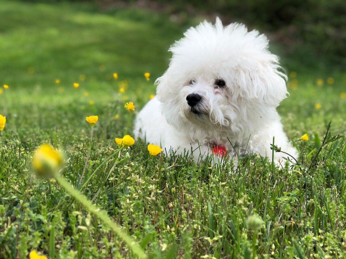 Pomeranian Bichon Frise