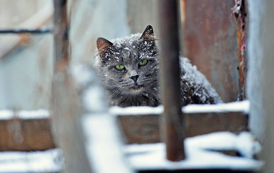 Бездомные кошки зимой. Развалины снег кот. Бездомная кошка в снегу. Бездомная кошка занесена снегом.