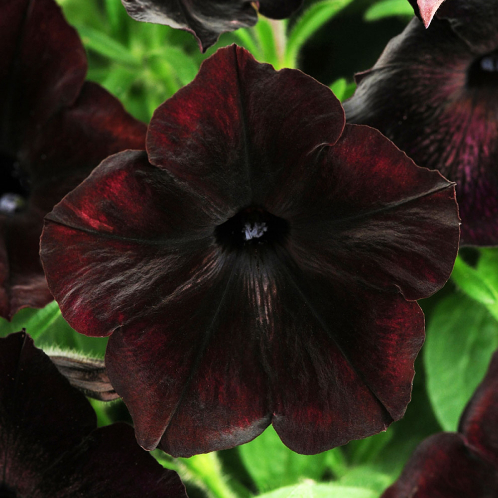 Фото взято из открытых источников