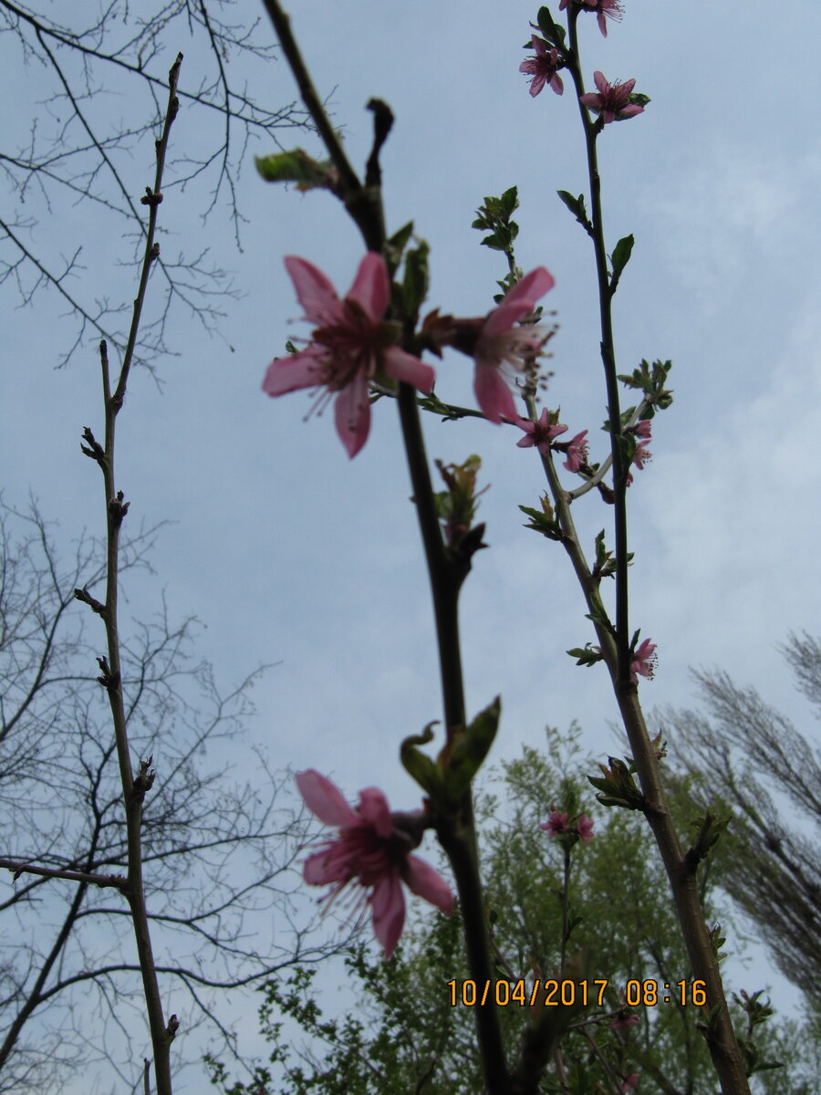 цветущая веточка персика в начале апреля 