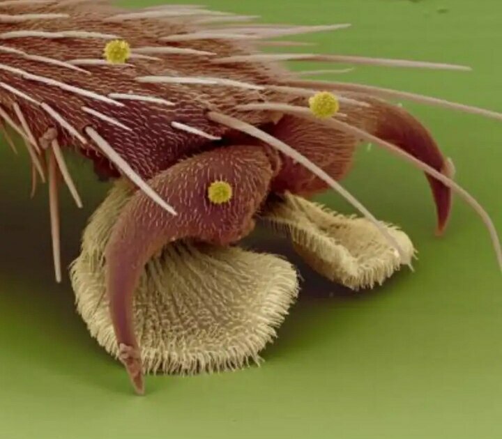 Лапка мухи под микроскопом