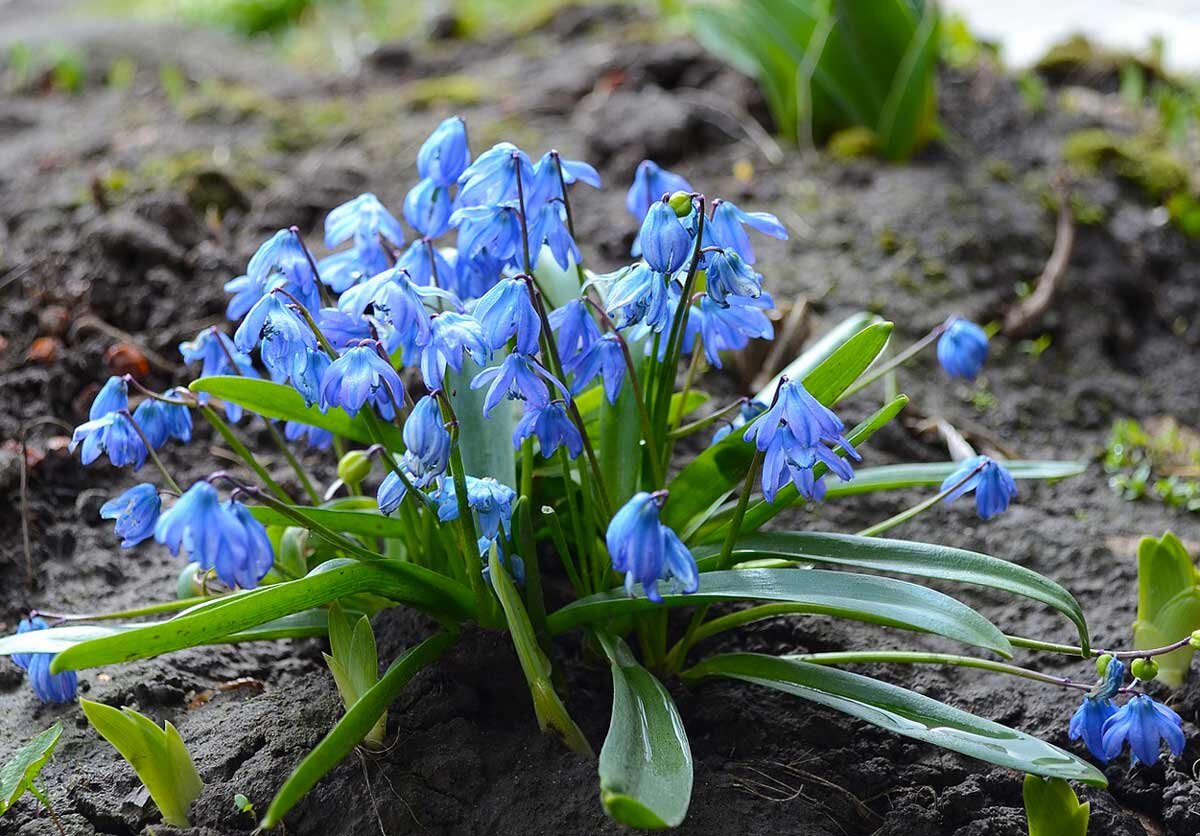 Пролески весной