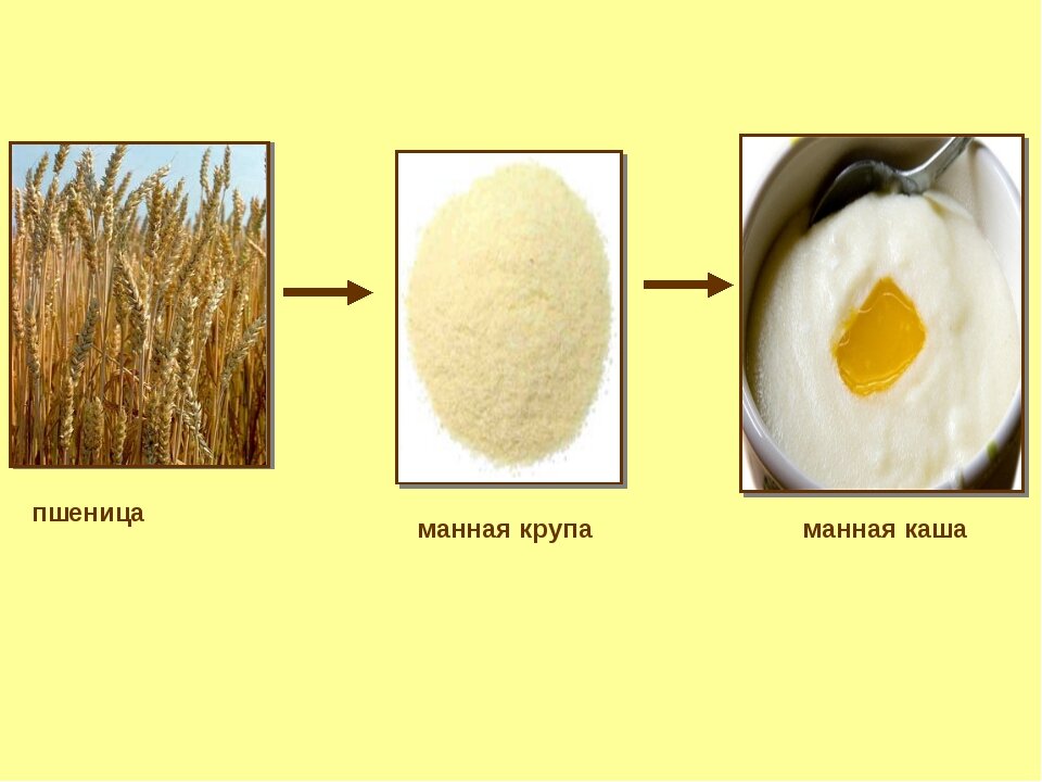 Из каких растений получают крупу для манной каши