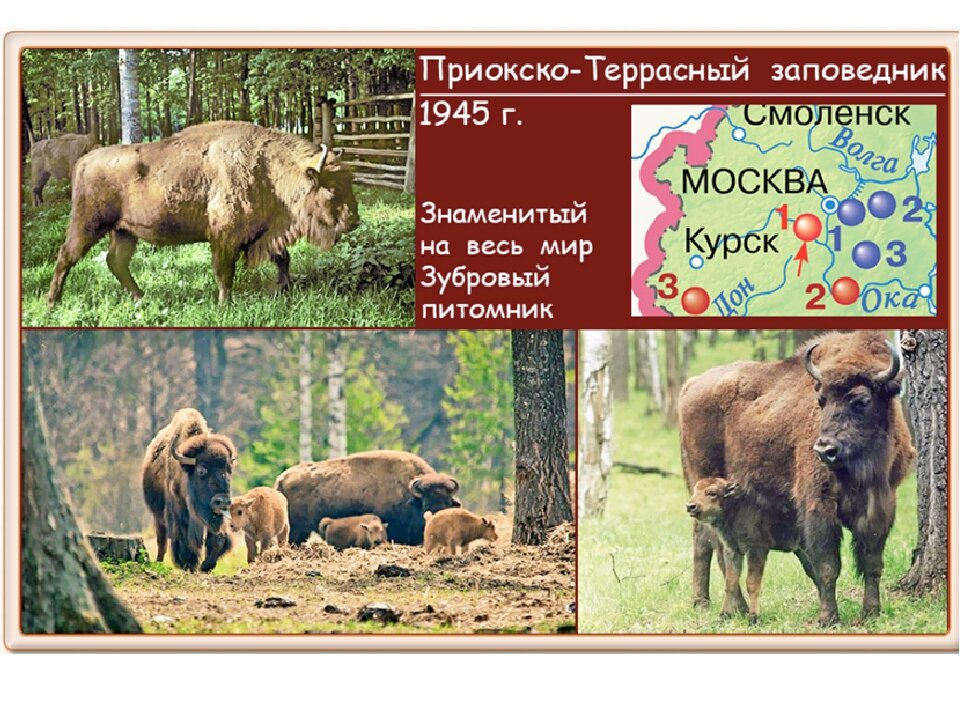 Проект приокско террасный заповедник 4 класс Моя Россия. Приокско-Террасный заповедник. Байка из жизни Великий Хан Дзен