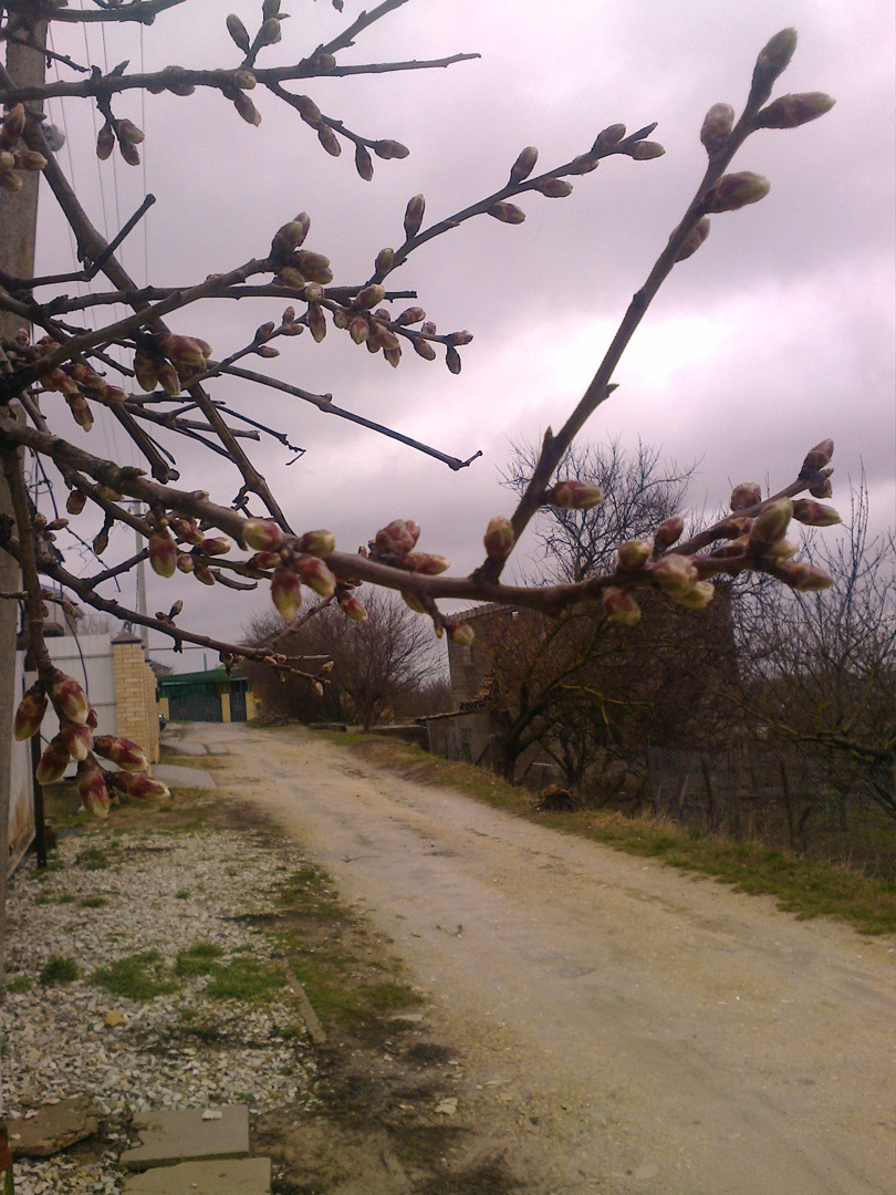 це миндаль туманным утром