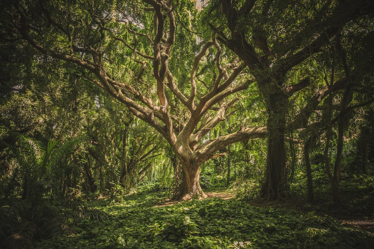 Разница между Forest и Wood | Английский с русским репетитором | Дзен