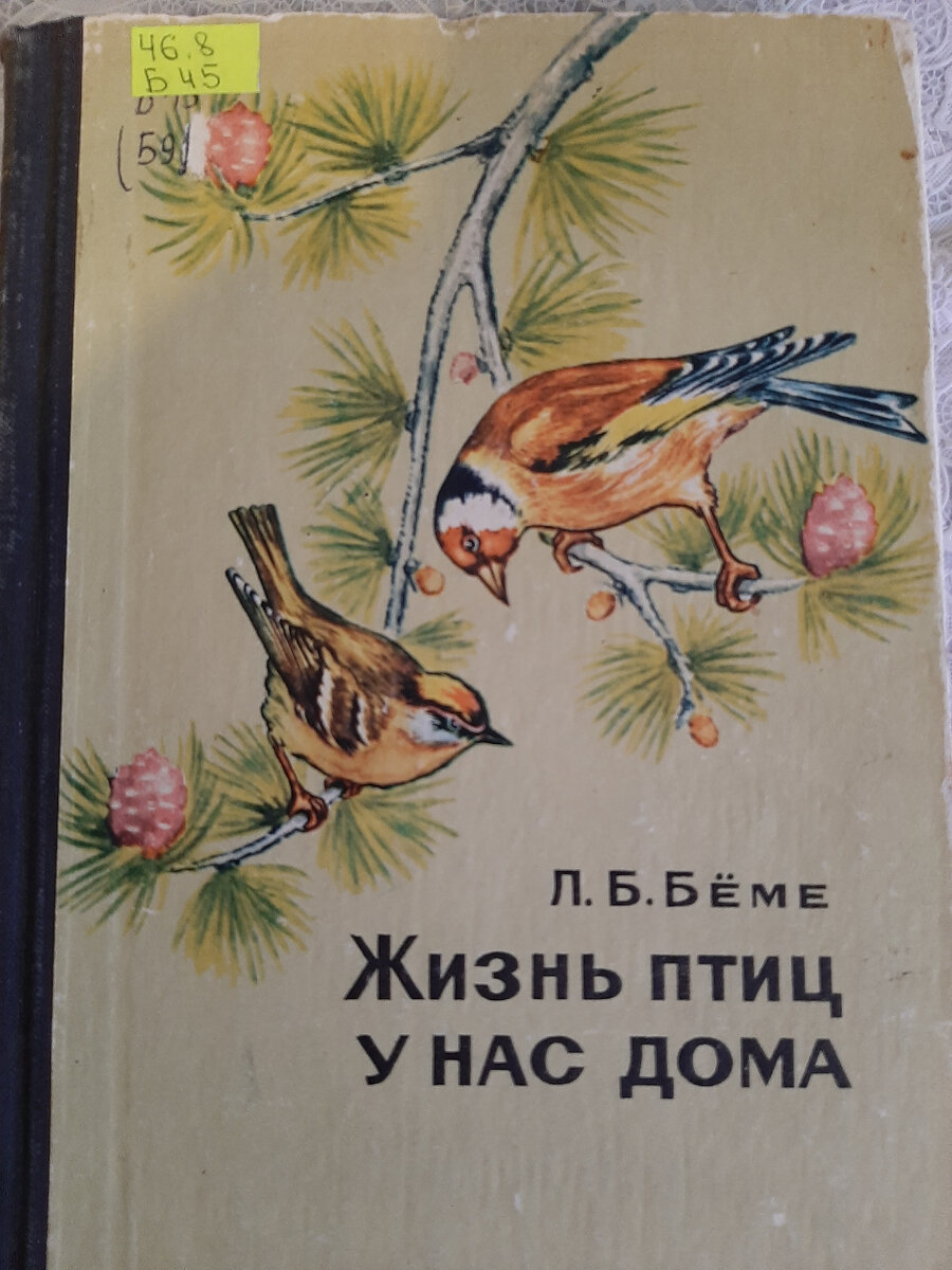 Что почитать о лесных птицах. Фото автора