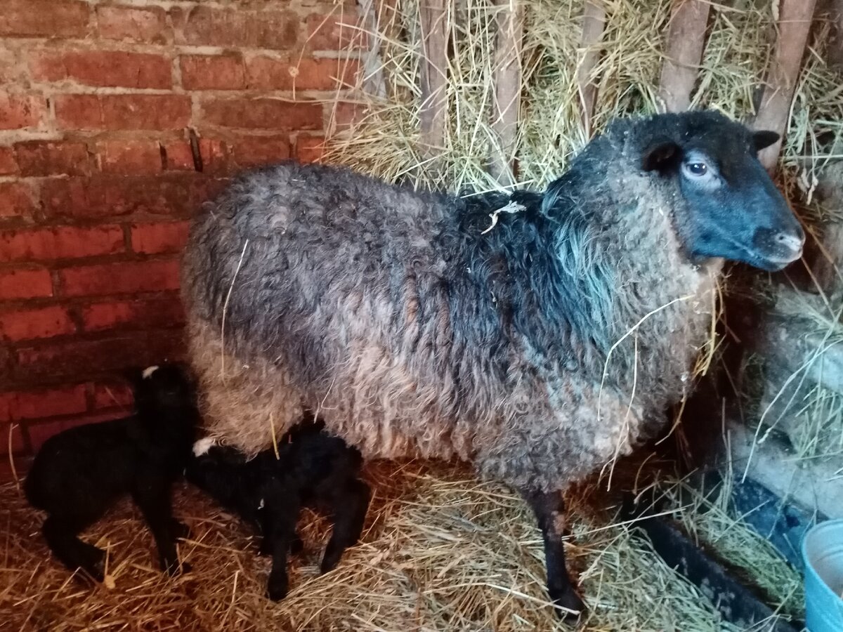 Это моя Черничка